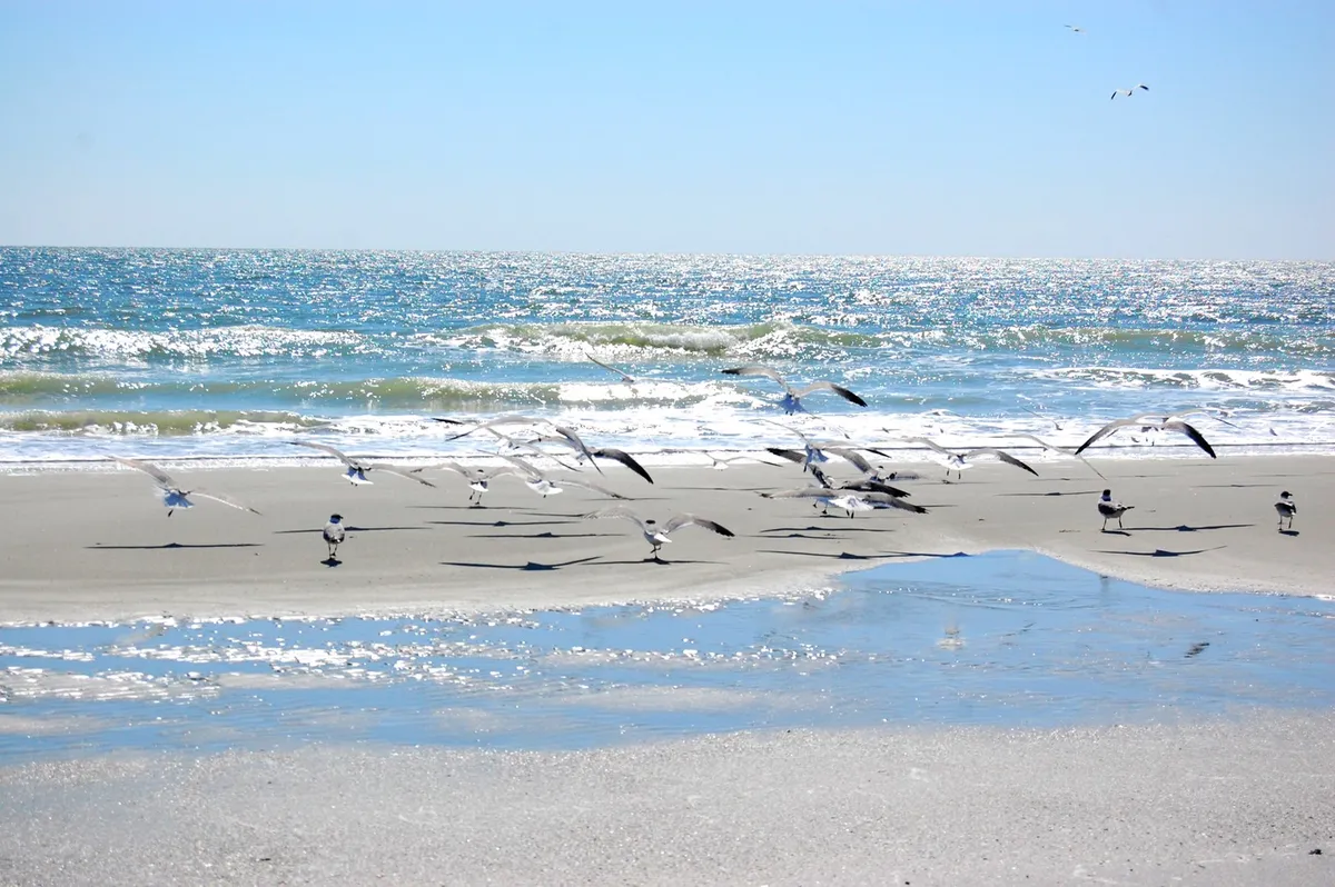 A tranquil shoreline scene with gentle ocean waves, a flock of birds flying overhead, and soft reflections glimmering on the wet sand. The beach is uncrowded, evoking a peaceful, intimate atmosphere perfect for a sunrise stroll.